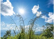 三伏天什么時(shí)候運(yùn)動好